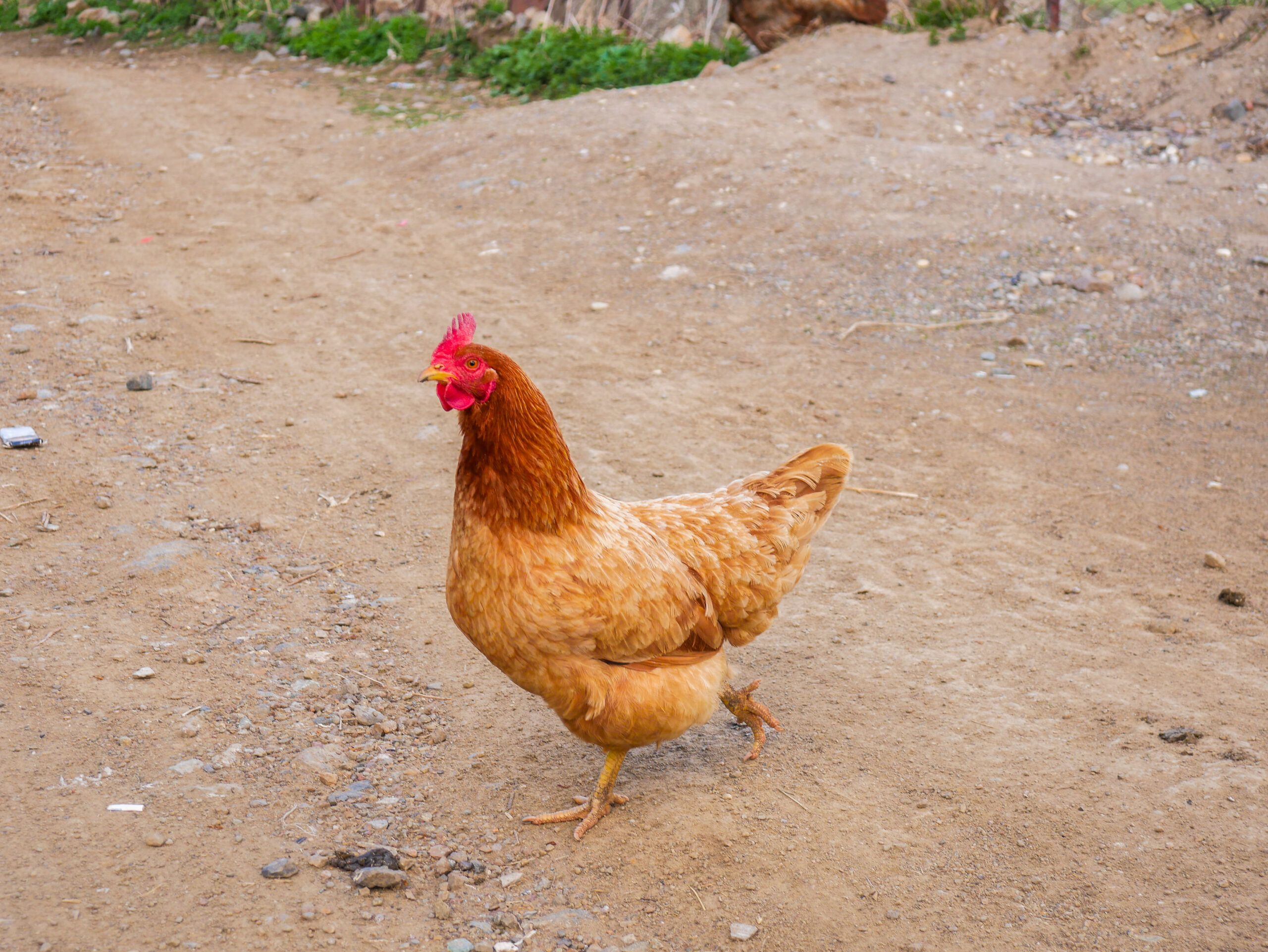 Sustainable Livelihoods